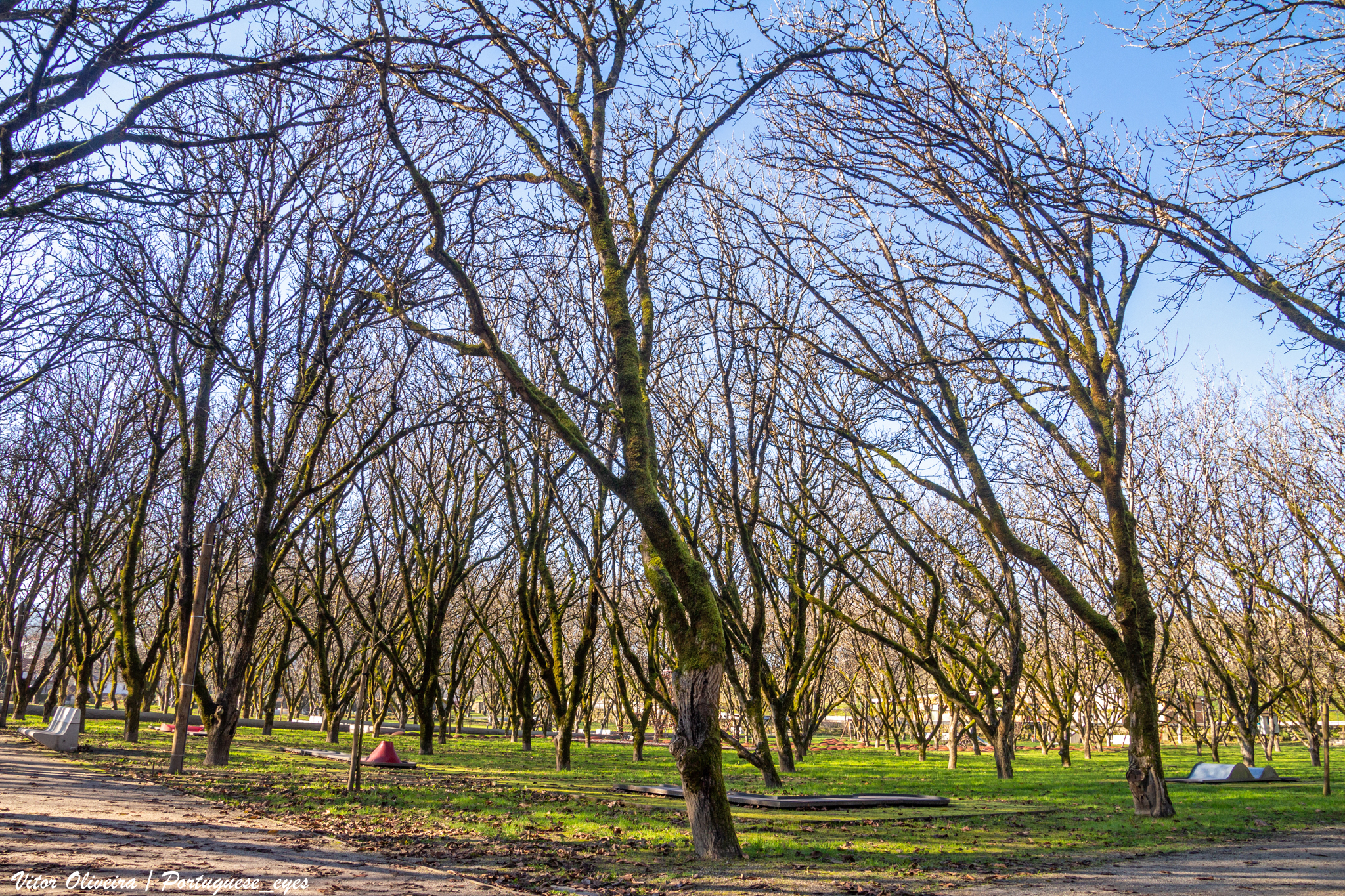 Nogueiras sem folhas sobre o relvado do Parque Urbano das Nogueiras, em São Pedro do Sul